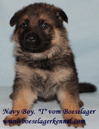 Www Boeselagerkennel Com Puppies Html
