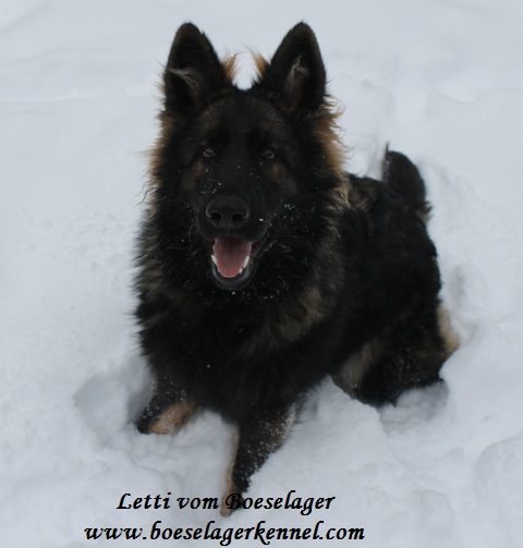 www.boeselagerkennel Gallery pg 2.html
