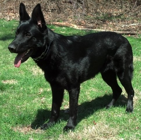 sable gsd for sale