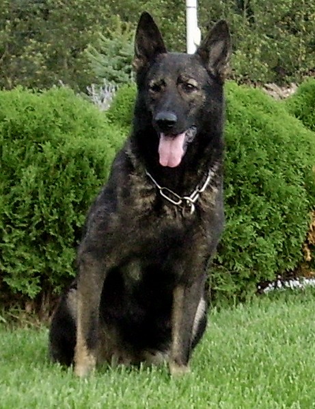 east german line german shepherd